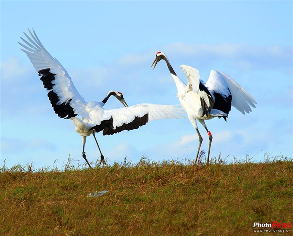 点击大图看下一张：国家一级保护动物丹顶鹤图片欣赏