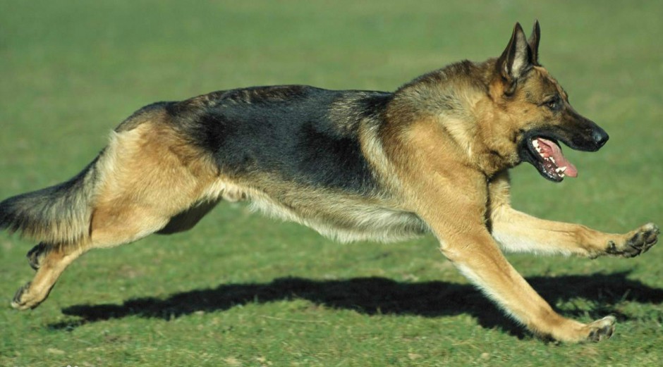 点击大图看下一张：草地疯狂飞奔的大黑狼犬图片