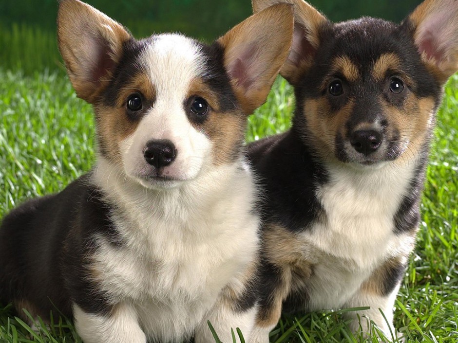 点击大图看下一张：两只超可爱的小柯基犬图片