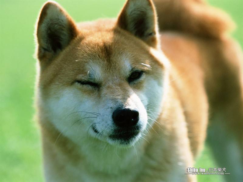 点击大图看下一张：日本柴犬田园玩耍可爱抓拍