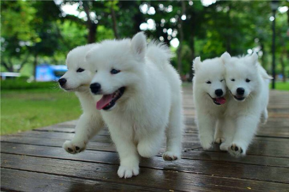 点击大图看下一张:二个月小萨摩耶犬快乐戏耍写真图片