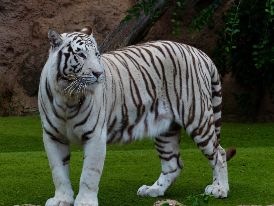 点击大图看下一张：威武雄壮的白色孟加拉虎高清图片