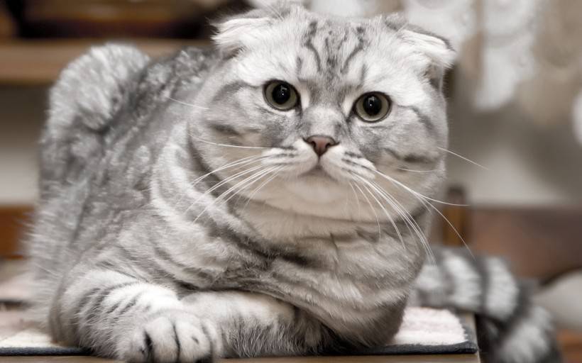 点击大图看下一张：超萌猫咪图片 逗趣的苏格兰折耳猫