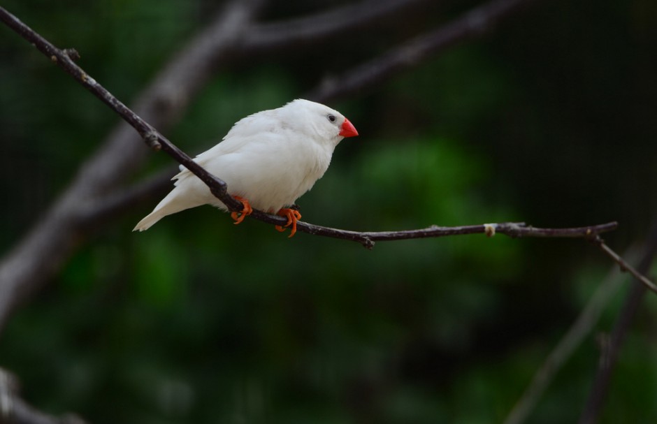 点击大图看下一张：白珍珠鸟身形小巧图片