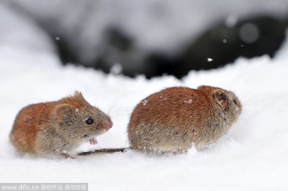 点击大图看下一张：雪地中的田鼠图片大图