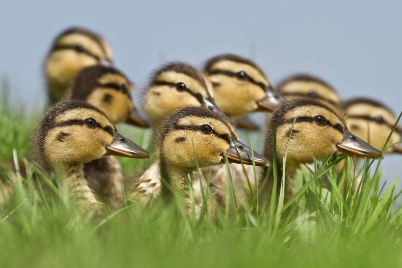 点击大图看下一张：一群小鸭子生活高清写真
