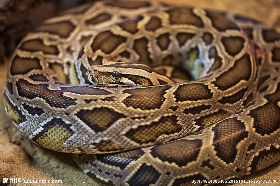 点击大图看下一张：凶猛的美国缅甸蟒蛇高清特写