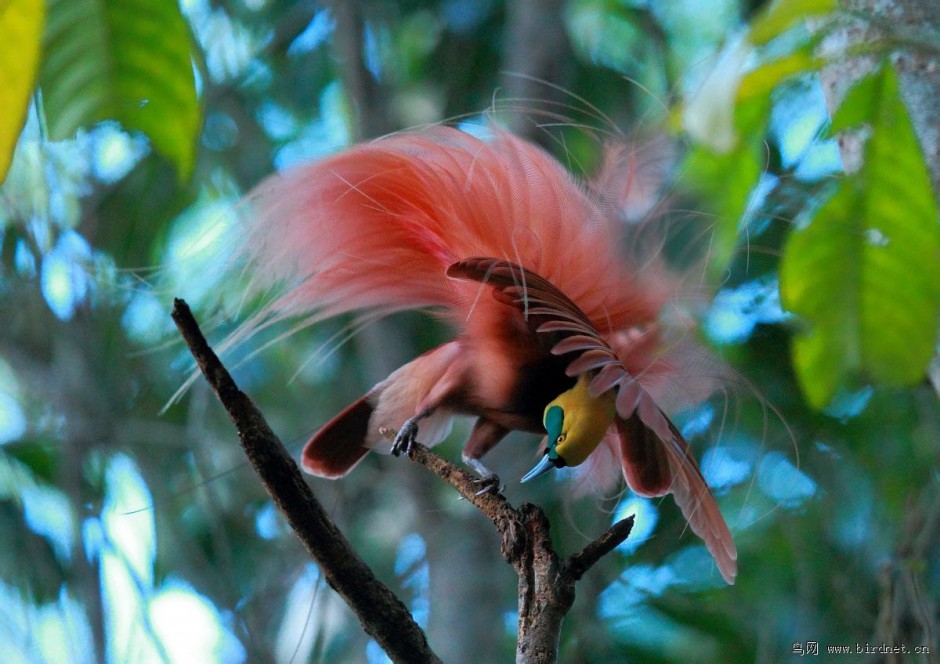 点击大图看下一张：美丽的珍禽新几内亚天堂鸟图片