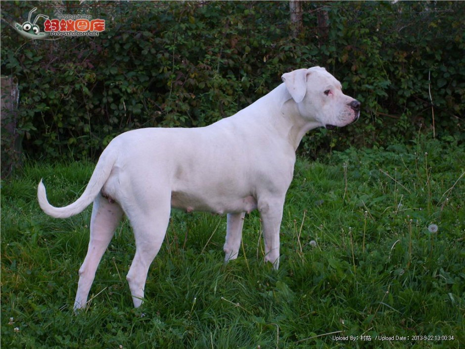 点击大图看下一张：纯白毛色阿根廷杜高犬图片