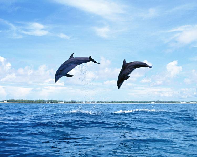 点击大图看下一张：跃出水面的海豚桌面壁纸