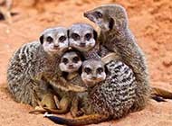 最喜感无厘头的猫鼬合集