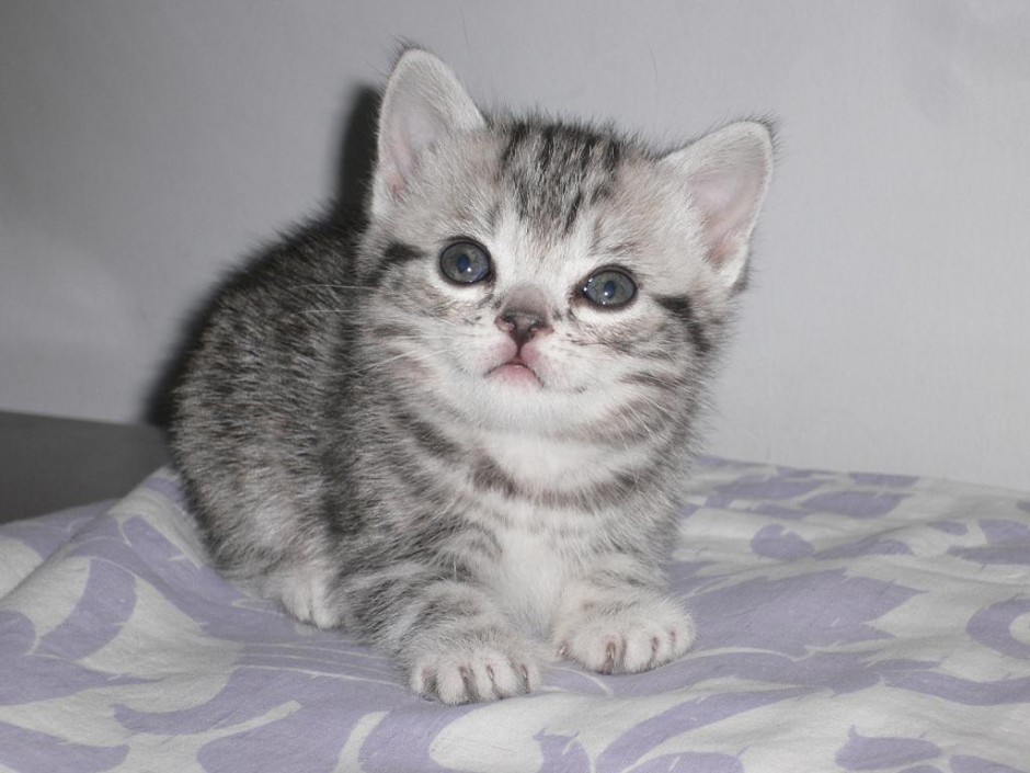 点击大图看下一张：超级萌宠小虎斑猫图片