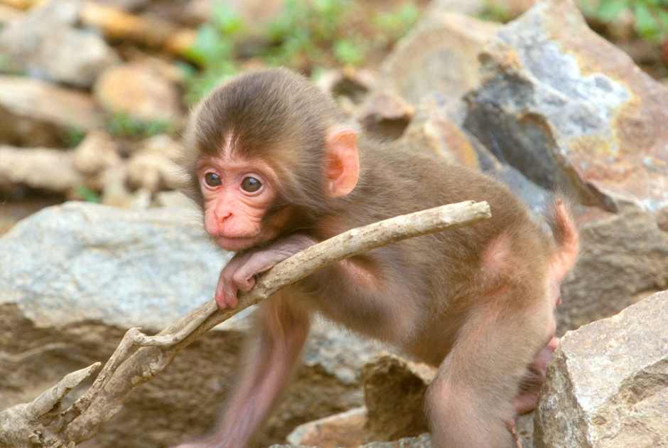 点击大图看下一张：身手矫捷的可爱猴子图片