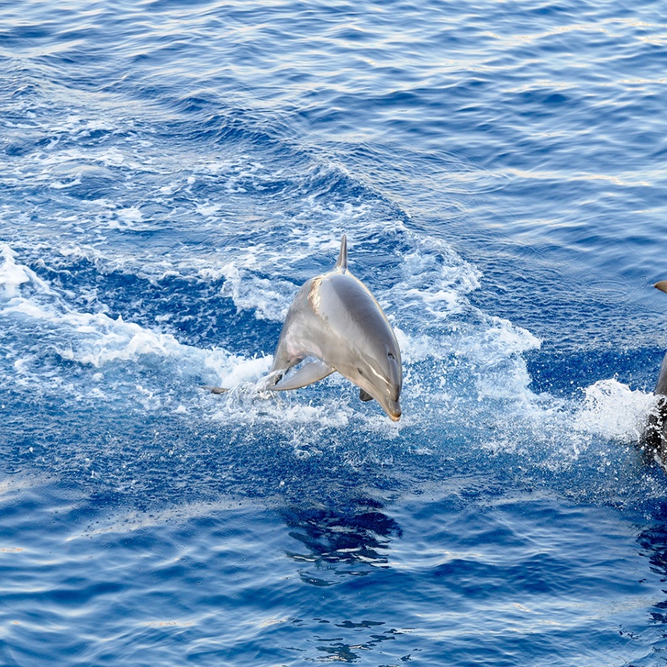 点击大图看下一张：可爱有灵气的海豚高清图片