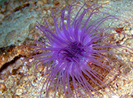 颜色斑斓好看的小海葵图片