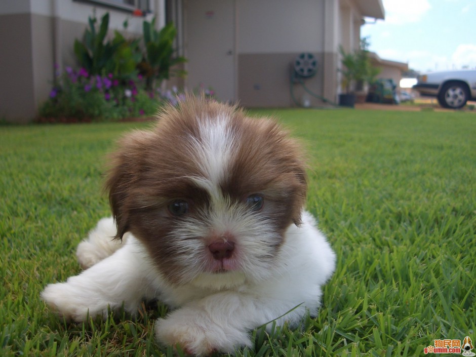 点击大图看下一张：拉萨犬幼崽毛茸茸可爱模样图片