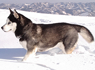冰天雪地里的雪橇犬图片大全