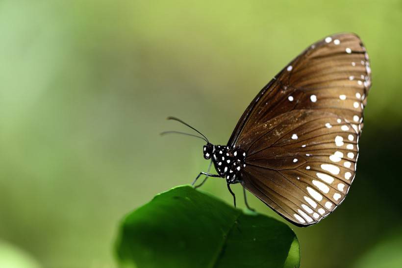 点击大图看下一张：蝴蝶图片素材清新优雅