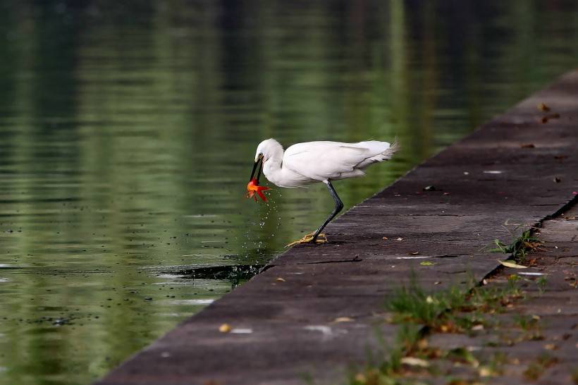 点击大图看下一张：鸟类图片大全精选 池塘边捕食的聪明白鹭