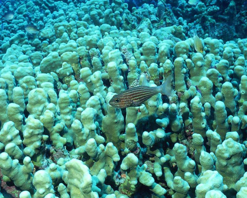 点击大图看下一张：小丑鱼珊瑚海洋动植物图片