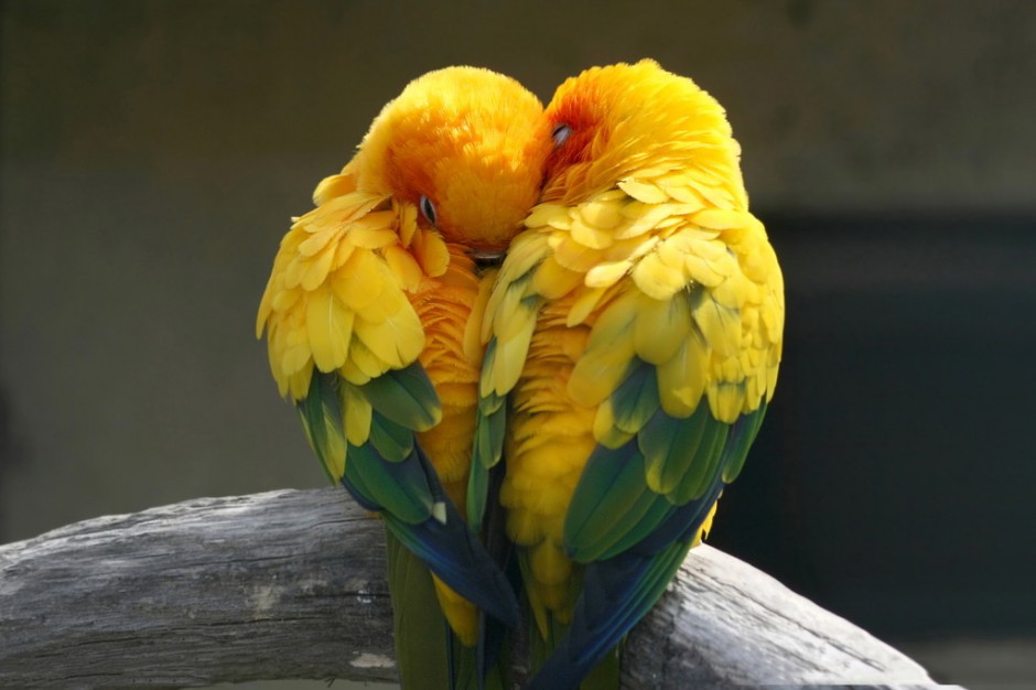 点击大图看下一张：甜蜜有爱的黄鹂鸟图片