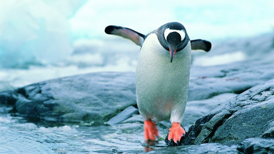 点击大图看下一张：超可爱的南极小企鹅图片
