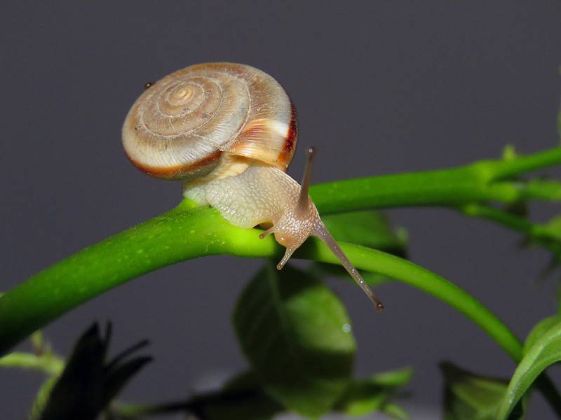 点击大图看下一张：可爱小蜗牛微距特写图片