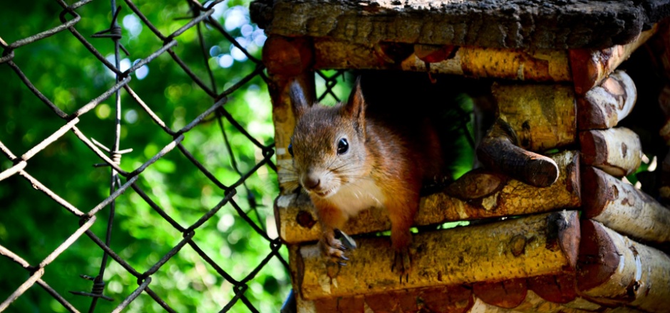点击大图看下一张：树洞里的松鼠高清摄影图片