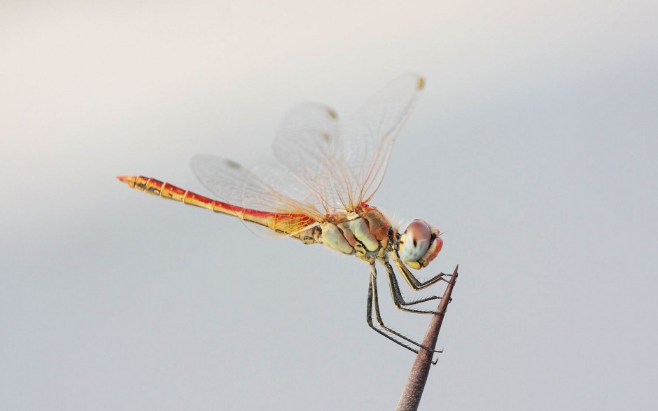 点击大图看下一张：夏天蜻蜓池塘栖息图片