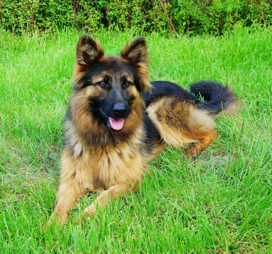 点击大图看下一张：草地悠然歇息的德国狼犬图片