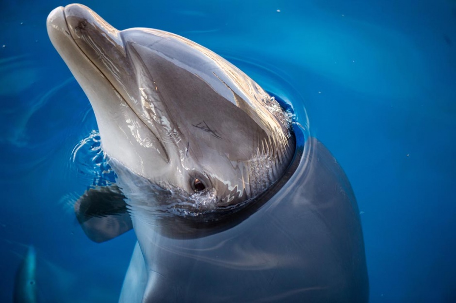 点击大图看下一张：可爱的海豚高清特写图片