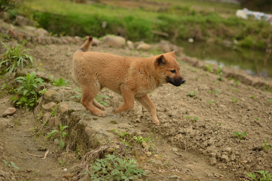 点击大图看下一张：中华田园犬图片可爱幼犬图片