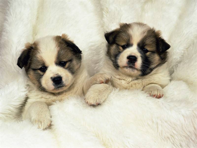 点击大图看下一张:超可爱的萌宠狗狗壁纸