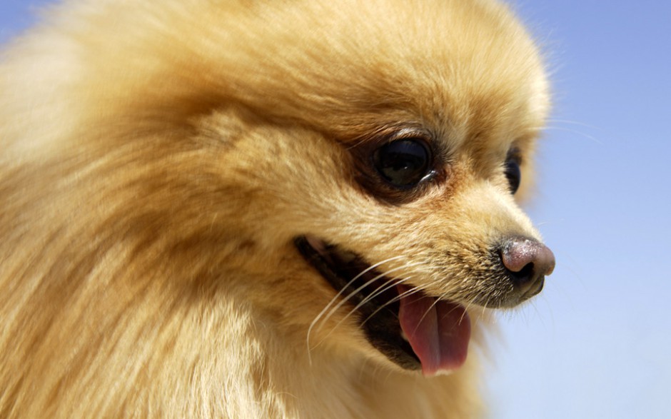 点击大图看下一张：狐狸犬乖巧美丽的幼犬图片