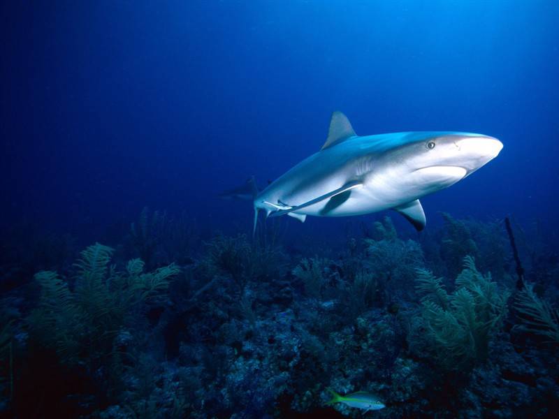 点击大图看下一张：鲨鱼乌贼海底世界高清生物图片