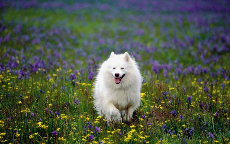 点击大图看下一张：白色萨摩犬春天公园欢乐玩耍图片