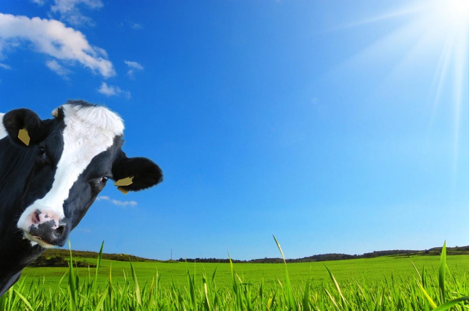 点击大图看下一张：草地上的黑白花奶牛图片