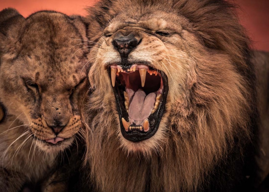 点击大图看下一张：威武凶猛的狮子图片赏析