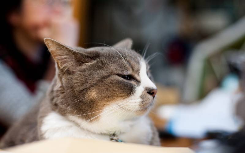 点击大图看下一张：懒散而优雅的猫咪高清桌面壁纸