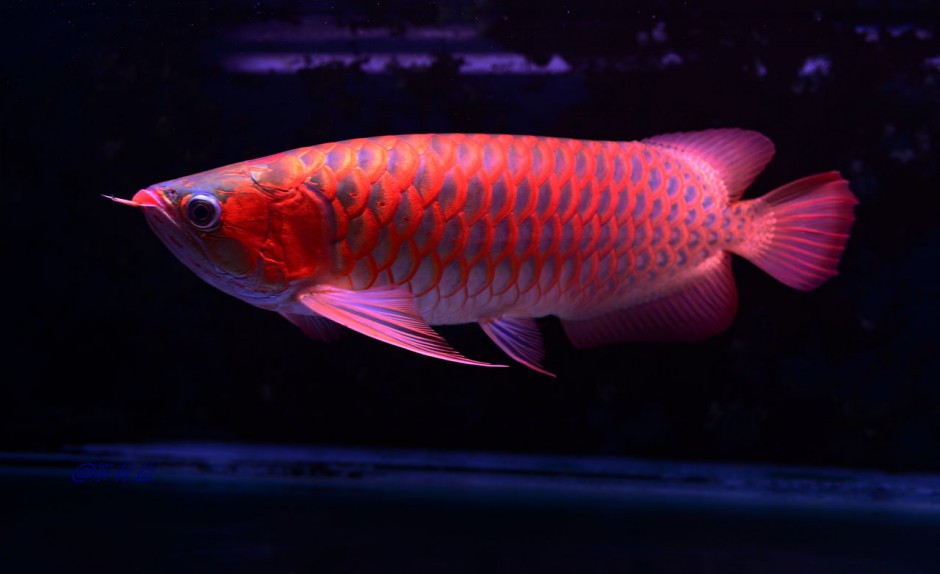 点击大图看下一张：紫艳辣椒红龙鱼图片高清