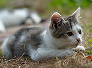 草地上的超可爱小猫图片