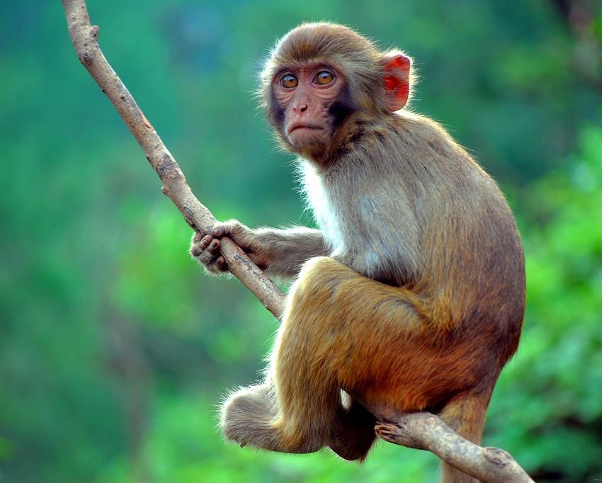 点击大图看下一张：丛林猴子玩耍摄影图片