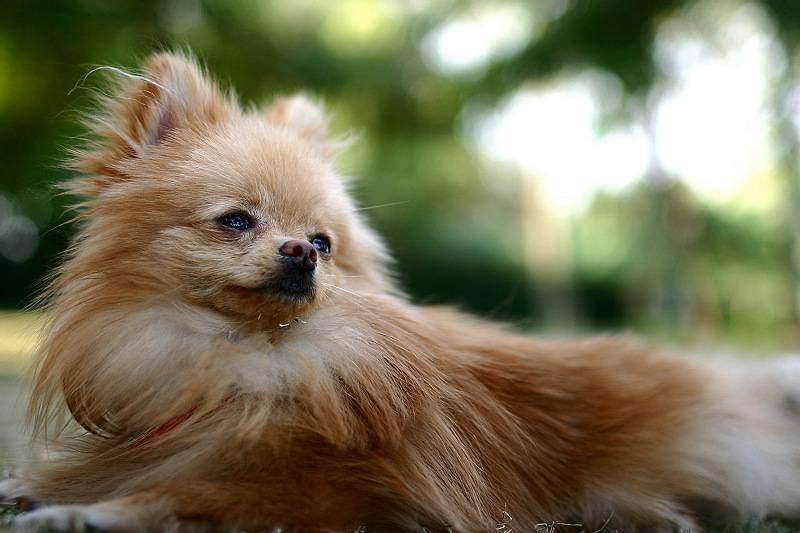 点击大图看下一张：德国小型狐狸犬优雅造型图片