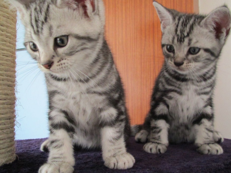点击大图看下一张：两只可爱的纯种美国短毛猫图片