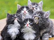 挪威森林猫幼猫超萌图片大全