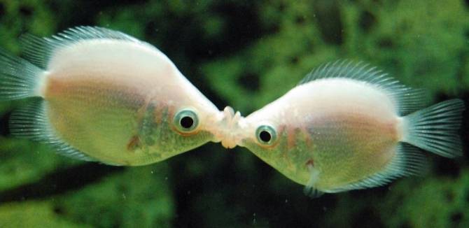 点击大图看下一张：奇特的鱼类接吻鱼接吻图片