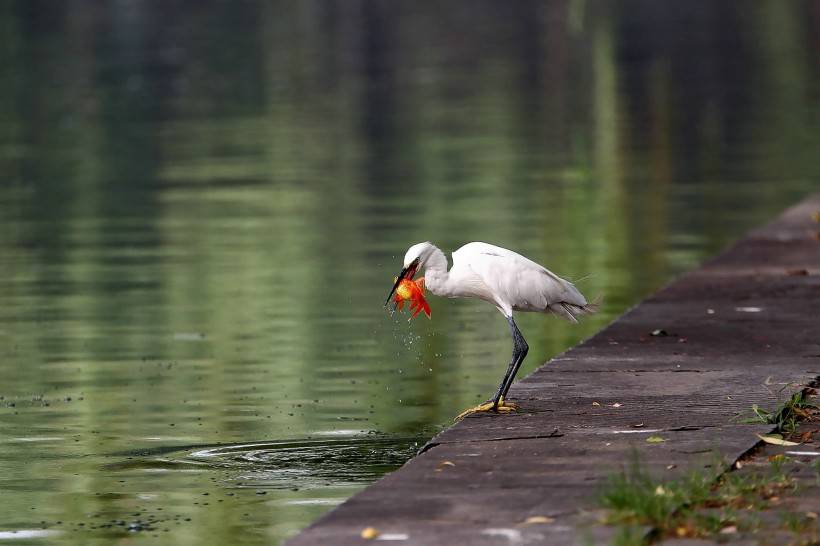 点击大图看下一张：鸟类图片大全精选 池塘边捕食的聪明白鹭