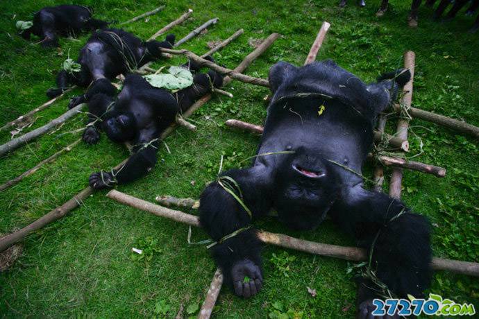 点击大图看下一张：大猩猩被屠的残忍场面