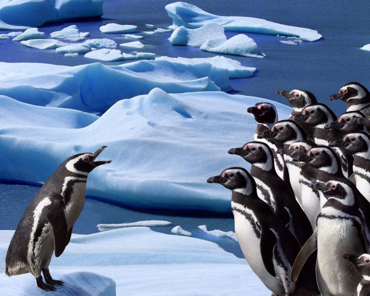 点击大图看下一张：摇摇摆摆的企鹅摄影组图