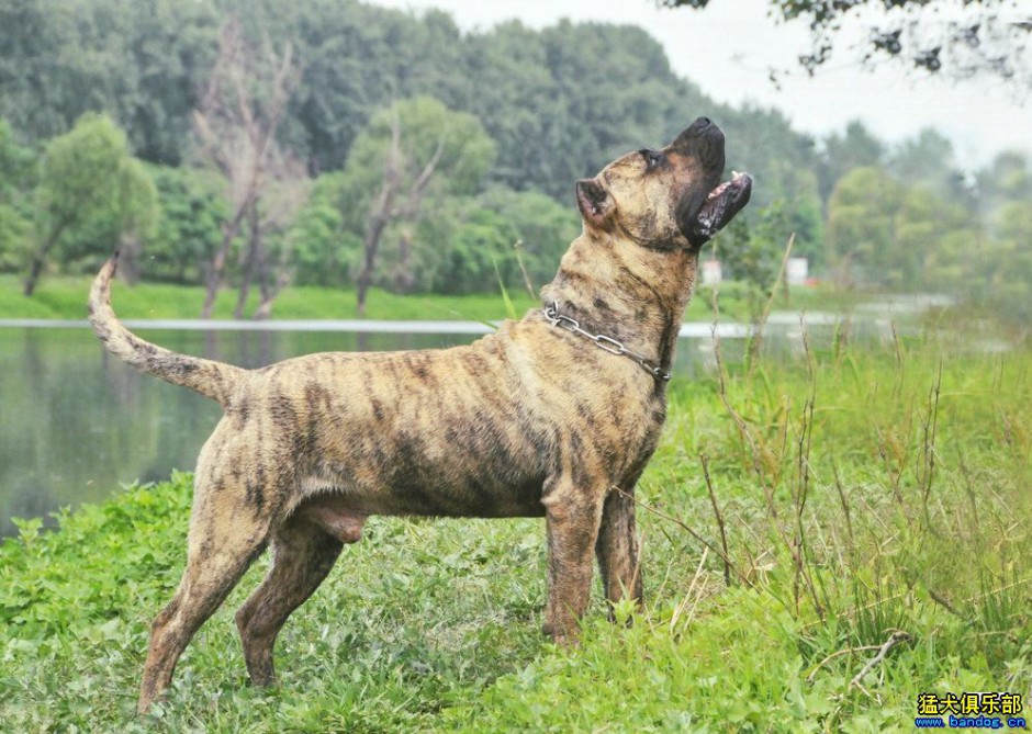 点击大图看下一张：强悍加纳利犬凶猛霸气特写图片